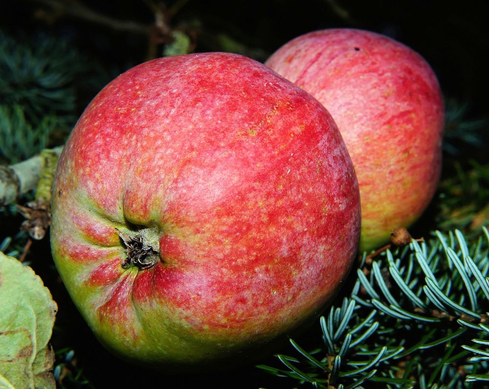 Free red apple close up photo, public domain fruit CC0 image.