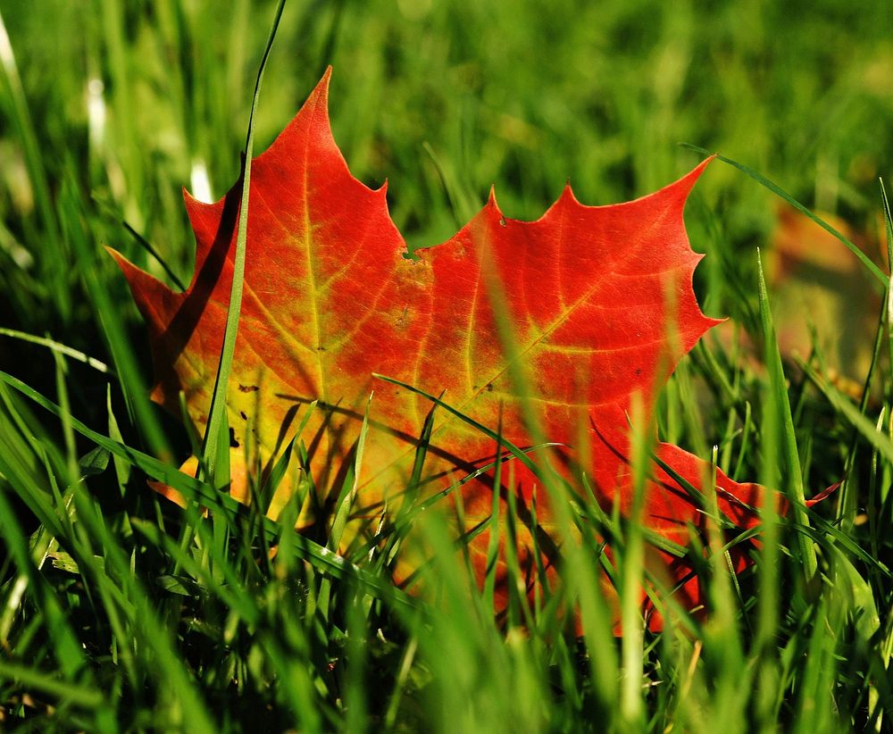 Free red leaf in grass image, public domain flower CC0 photo.