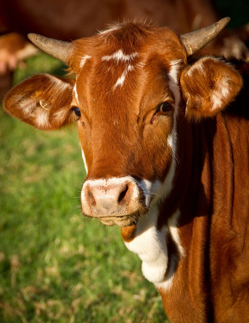 Free close up young cow's face image, public domain animal CC0 photo.