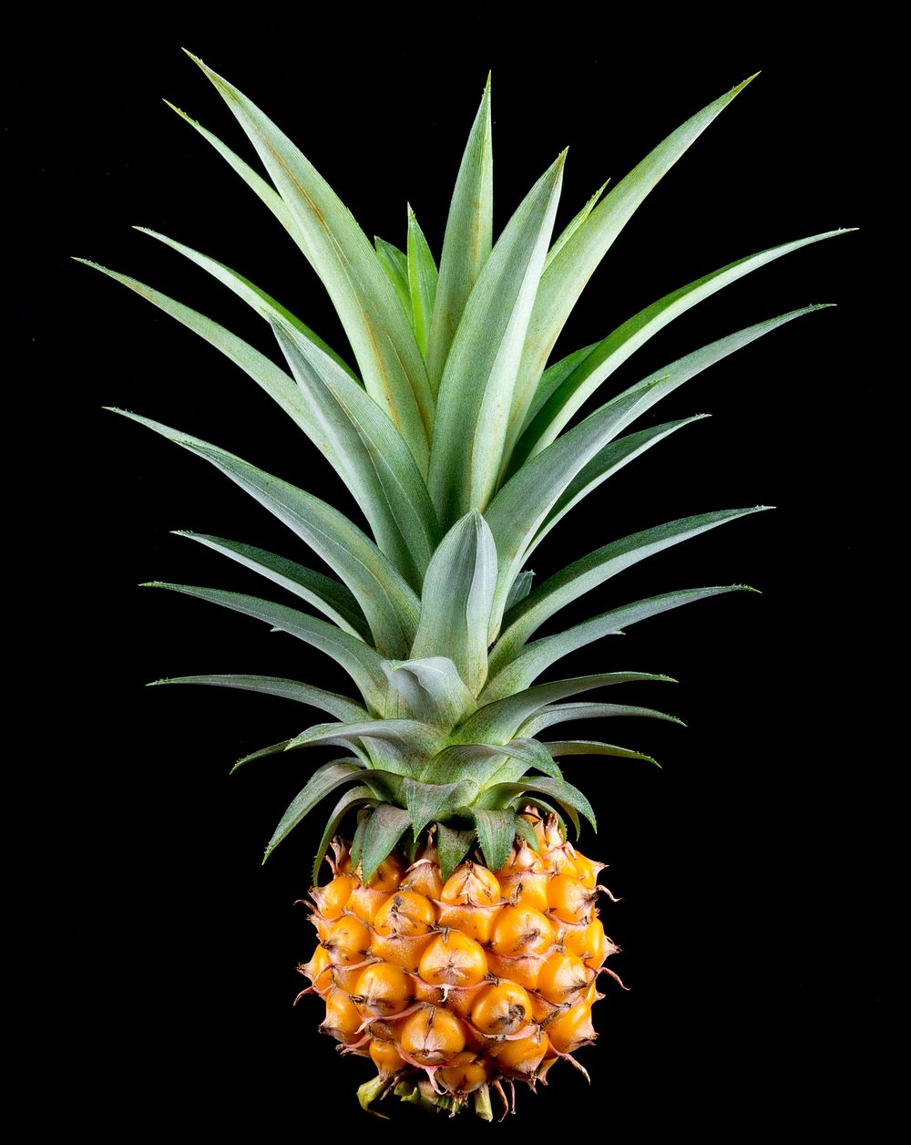 Free pineapple image, public domain fruit CC0 photo.