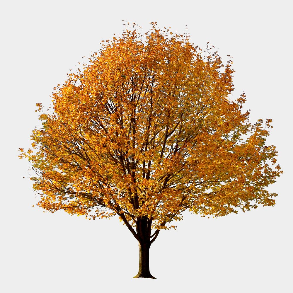 Autumn yellow tree, nature background