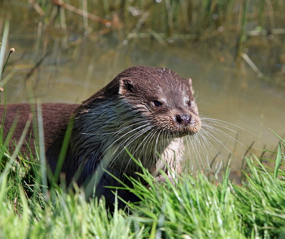 Free otter image, public domain animal CC0 photo.