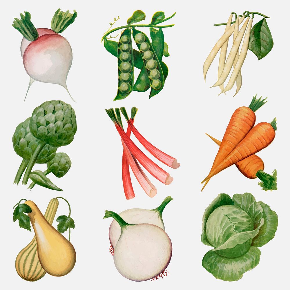 Watercolor vegetable sticker, vintage illustration vector set, digitally enhanced from our own original copy of The Open…