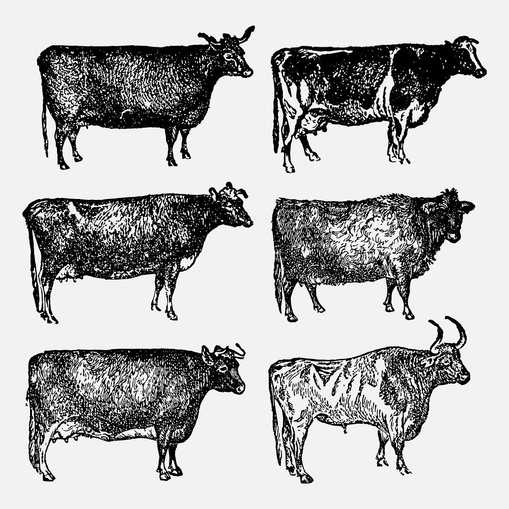 Cow clip art, vintage animal | Premium Vector - rawpixel