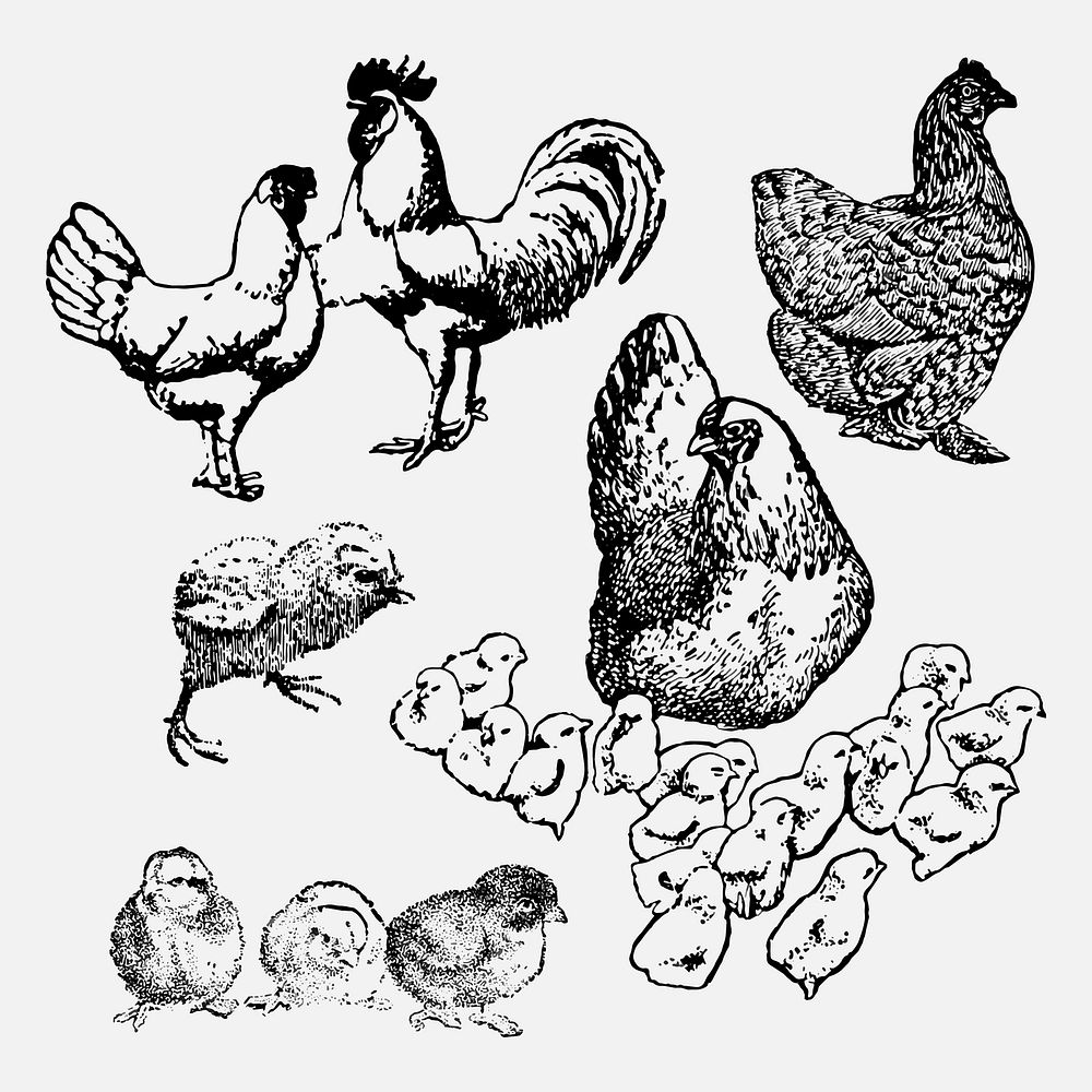 Chicken sticker, vintage animal black ink illustration, vector set, digitally enhanced from our own original copy of The…