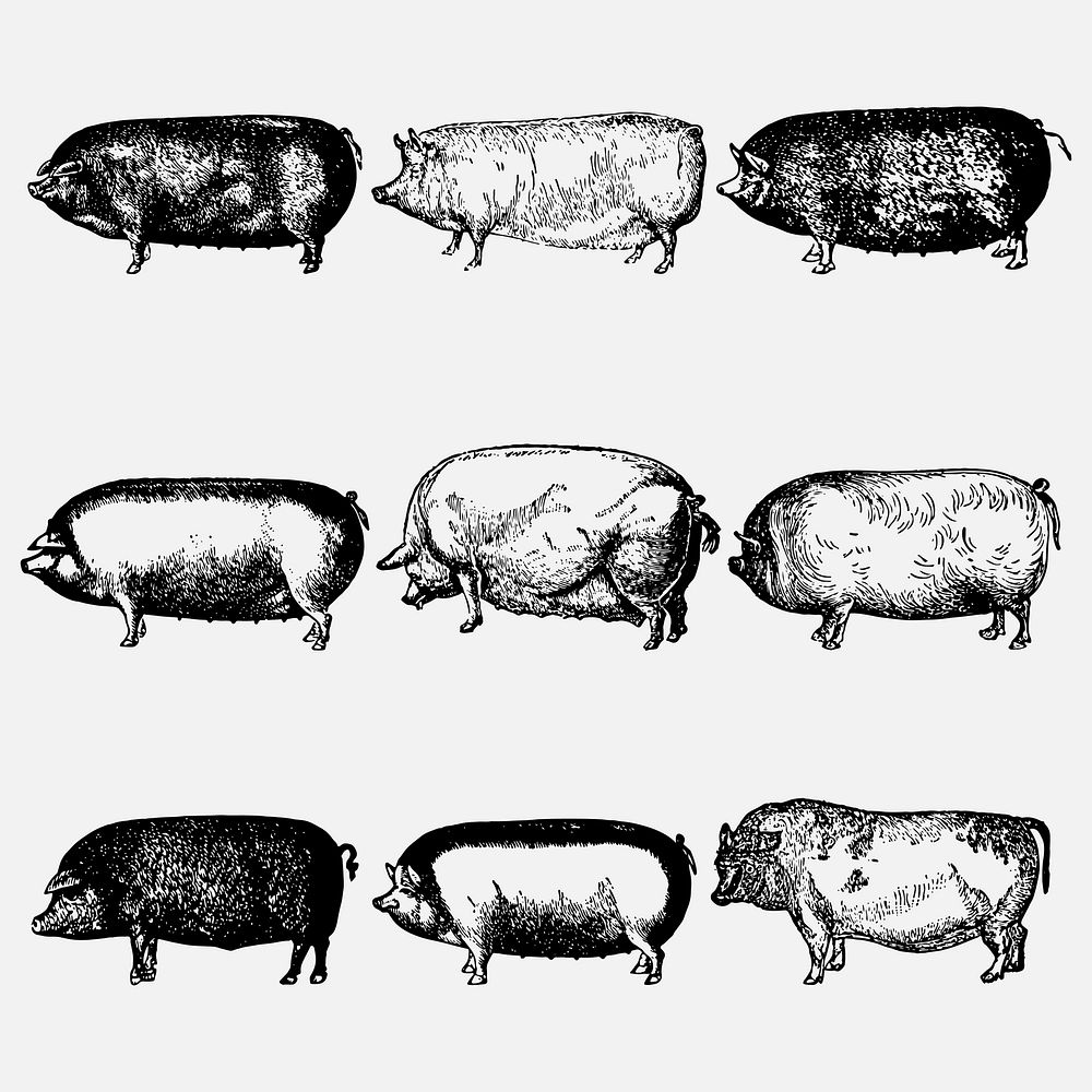 Pig clip art, vintage animal black ink illustration, vector set, digitally enhanced from our own original copy of The Open…
