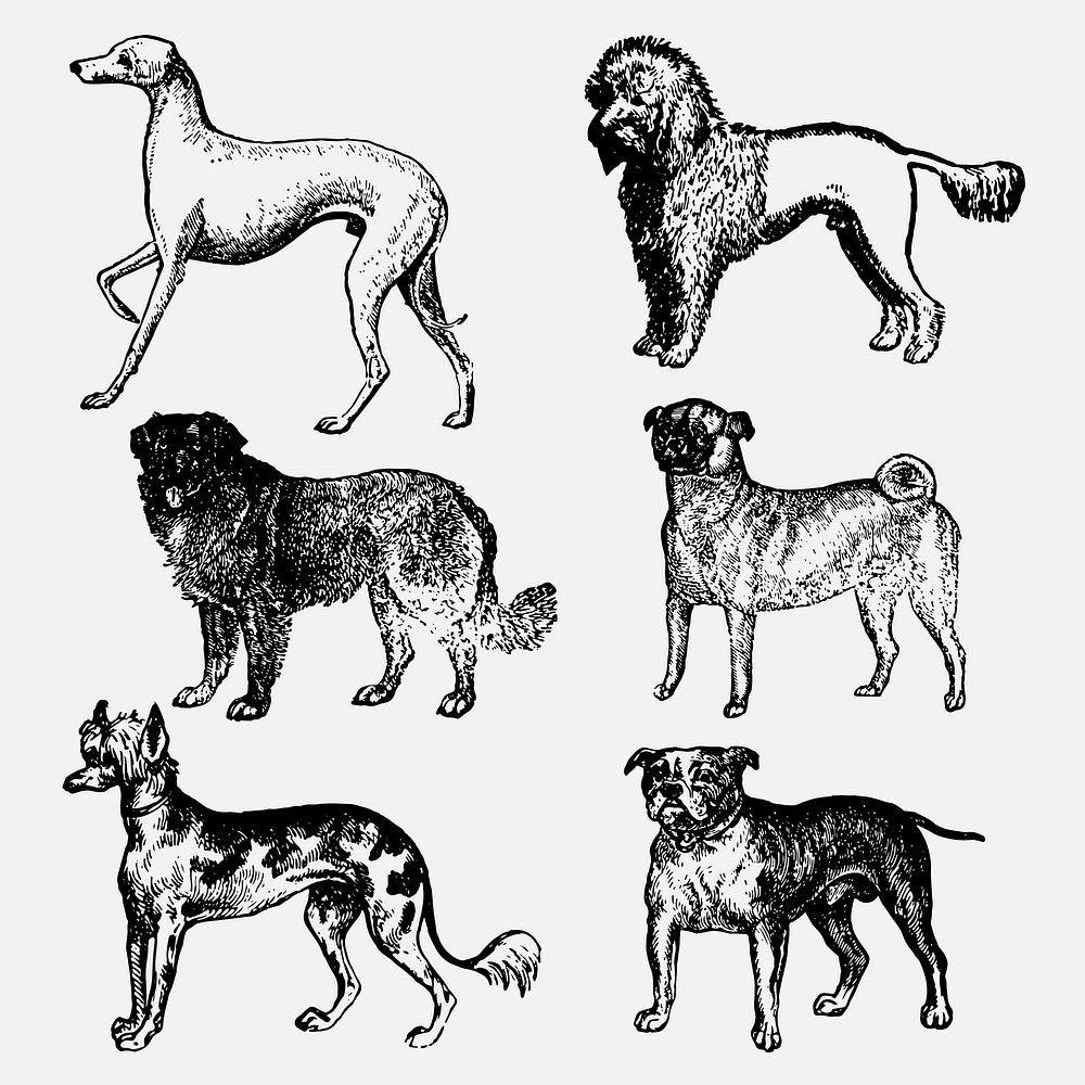 Dog design element, vintage animal black ink illustration, vector set, digitally enhanced from our own original copy of The…
