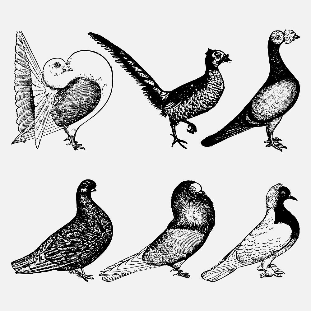 Pigeon clip art, vintage animal black ink illustration vector set, digitally enhanced from our own original copy of The Open…