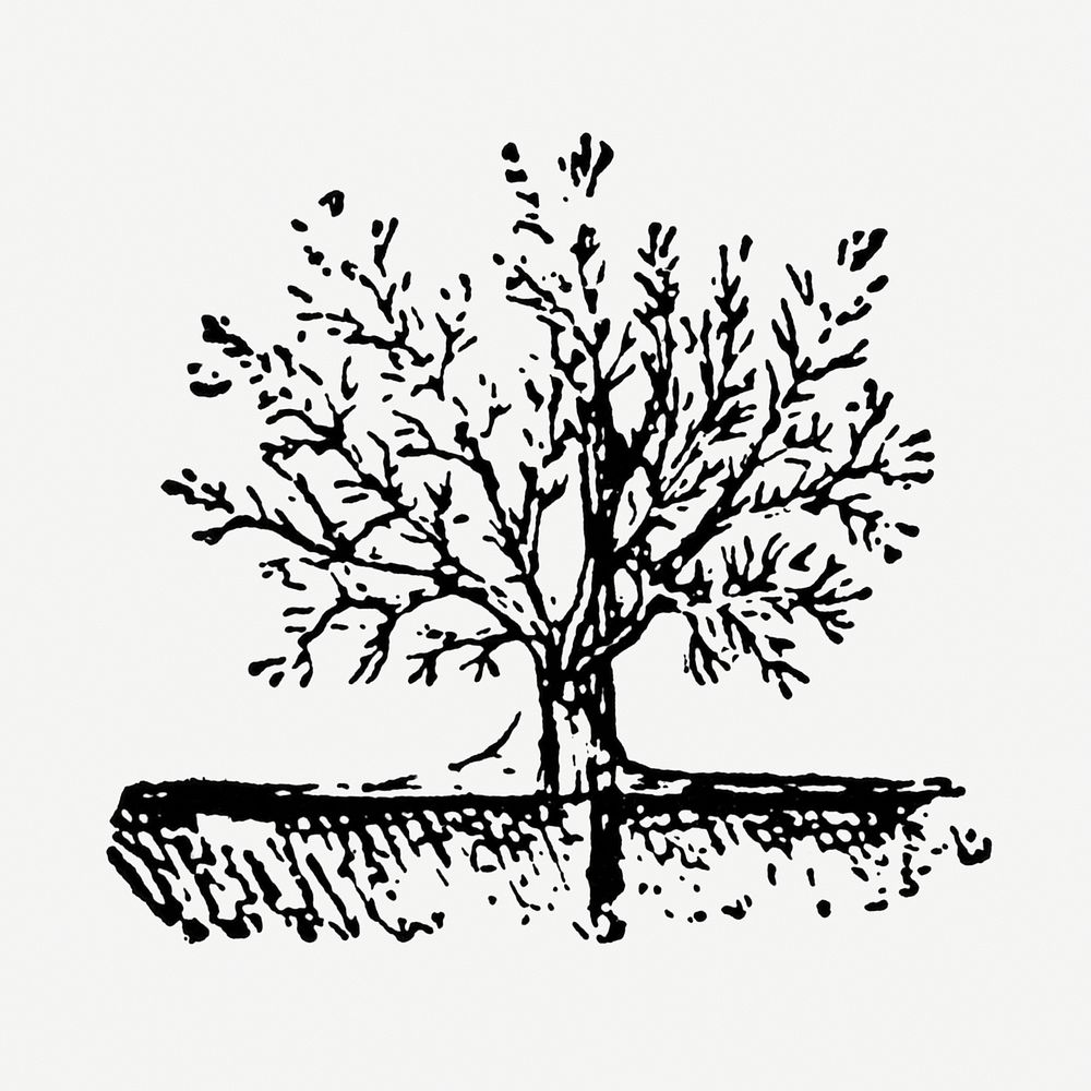 Vintage tree illustration, black ink drawing, digitally enhanced from our own original copy of The Open Door to Independence…