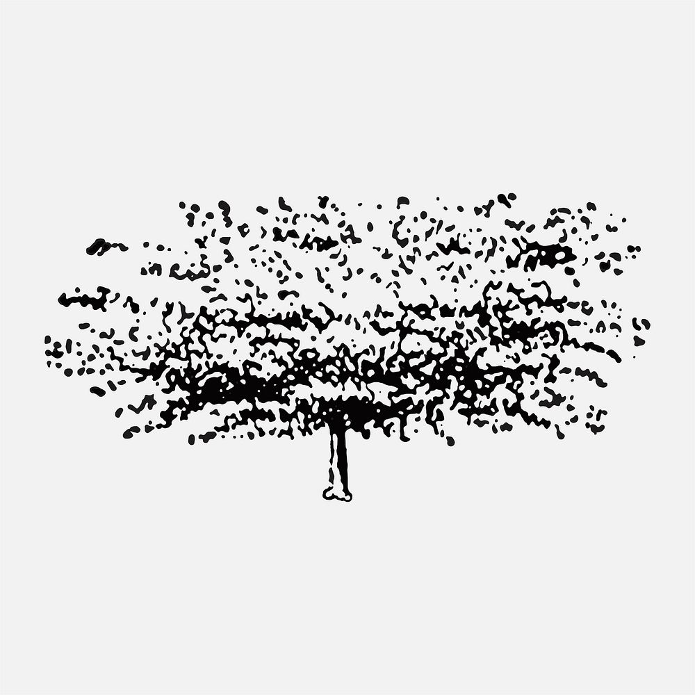 Willow tree sticker, hand drawing vector, digitally enhanced from our own original copy of The Open Door to Independence…