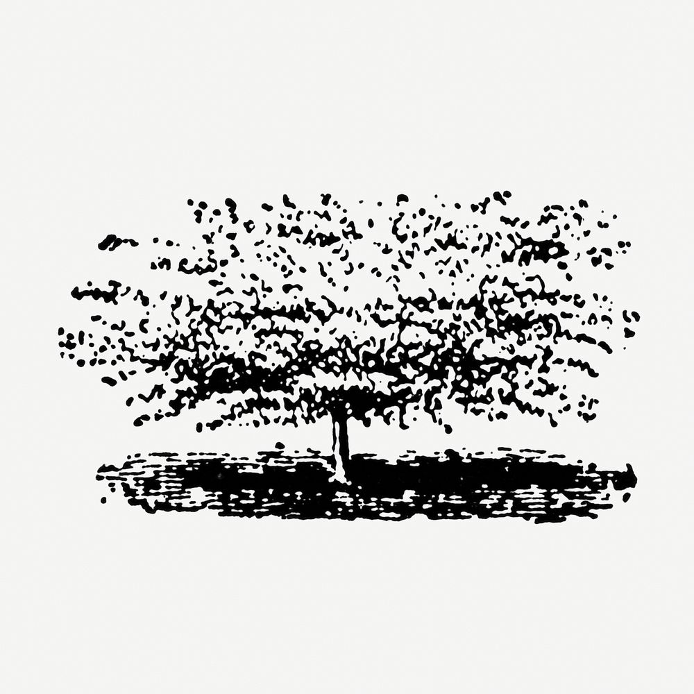 Vintage willow tree illustration, black ink drawing, digitally enhanced from our own original copy of The Open Door to…