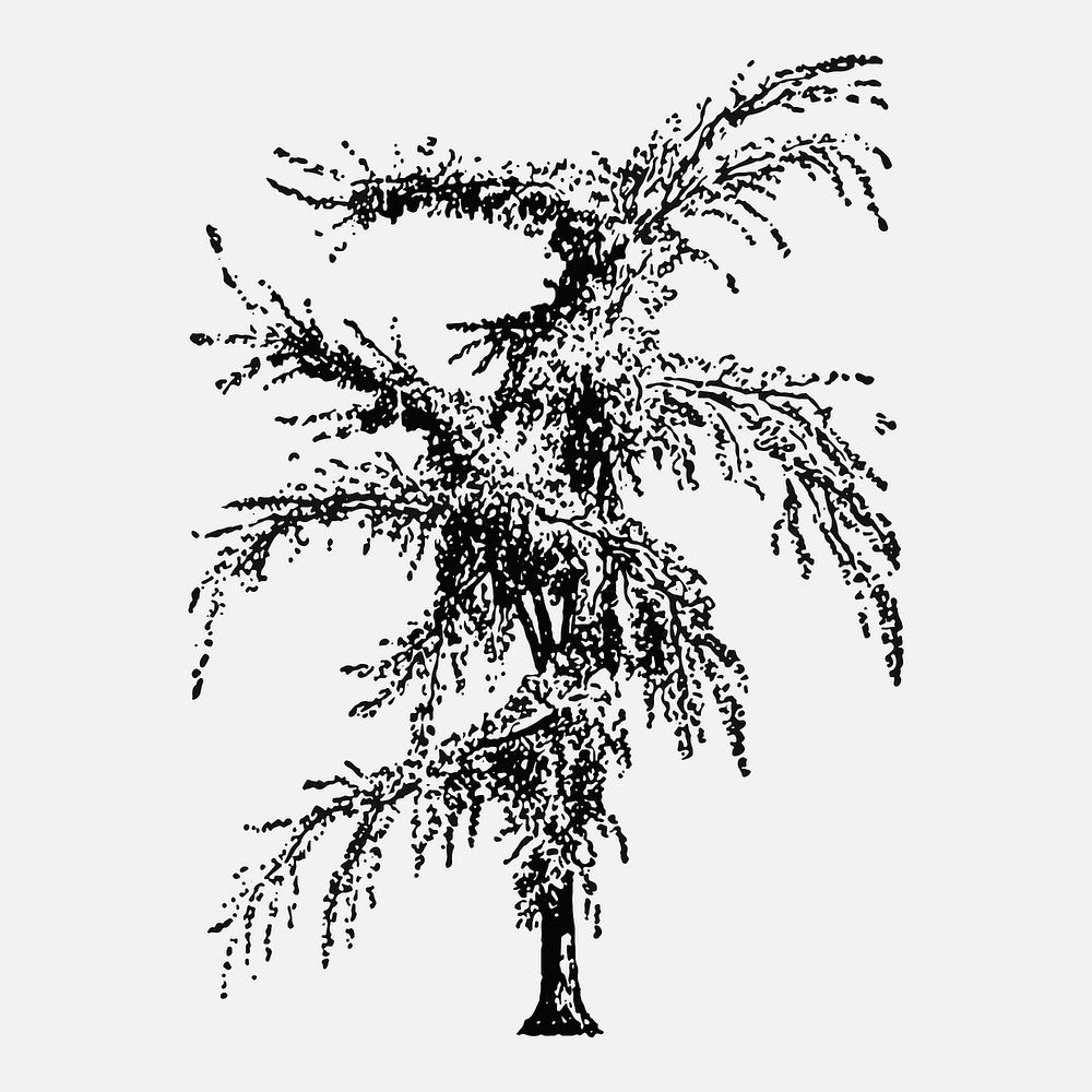 Weeping elm tree sticker, hand drawing vector, digitally enhanced from our own original copy of The Open Door to…