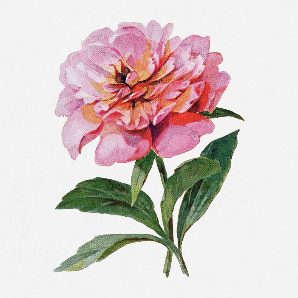 Peony flower illustration, vintage watercolor design, digitally enhanced from our own original copy of The Open Door to…