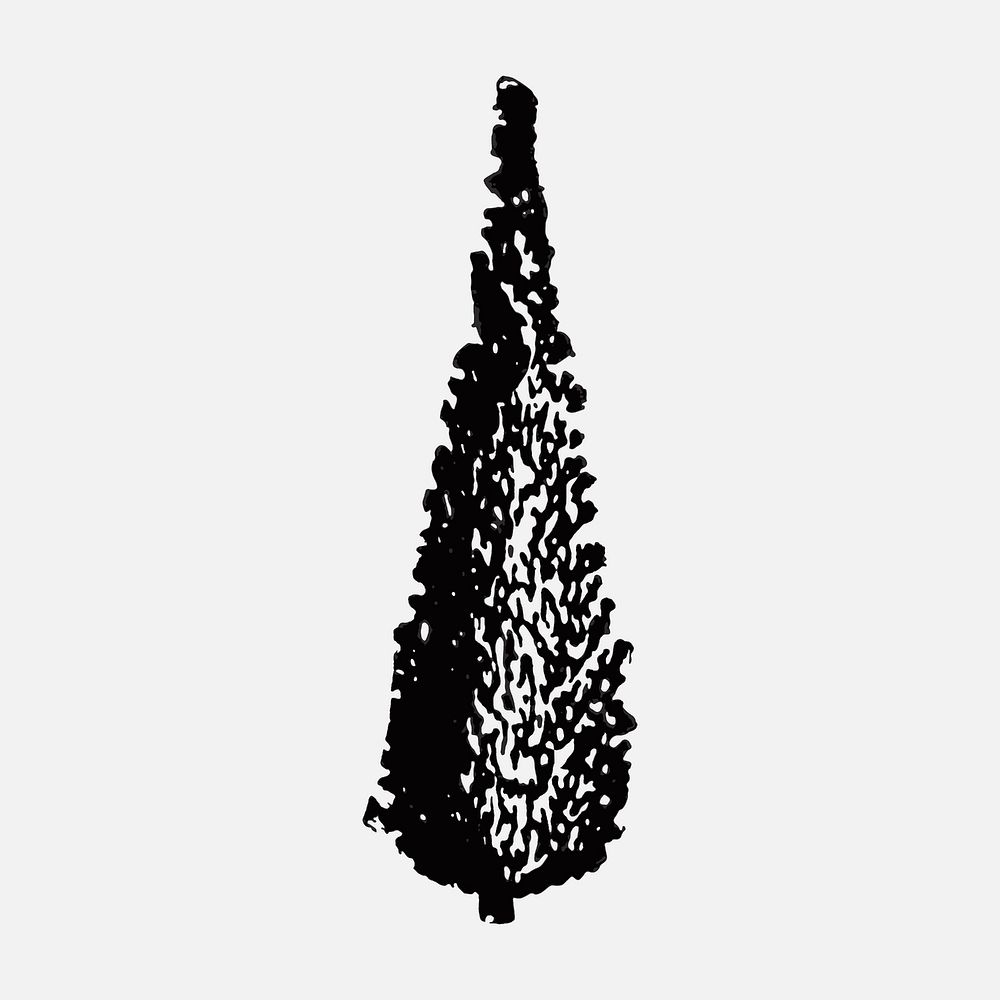 Swedish Juniper tree clip art, hand drawn illustration vector, digitally enhanced from our own original copy of The Open…