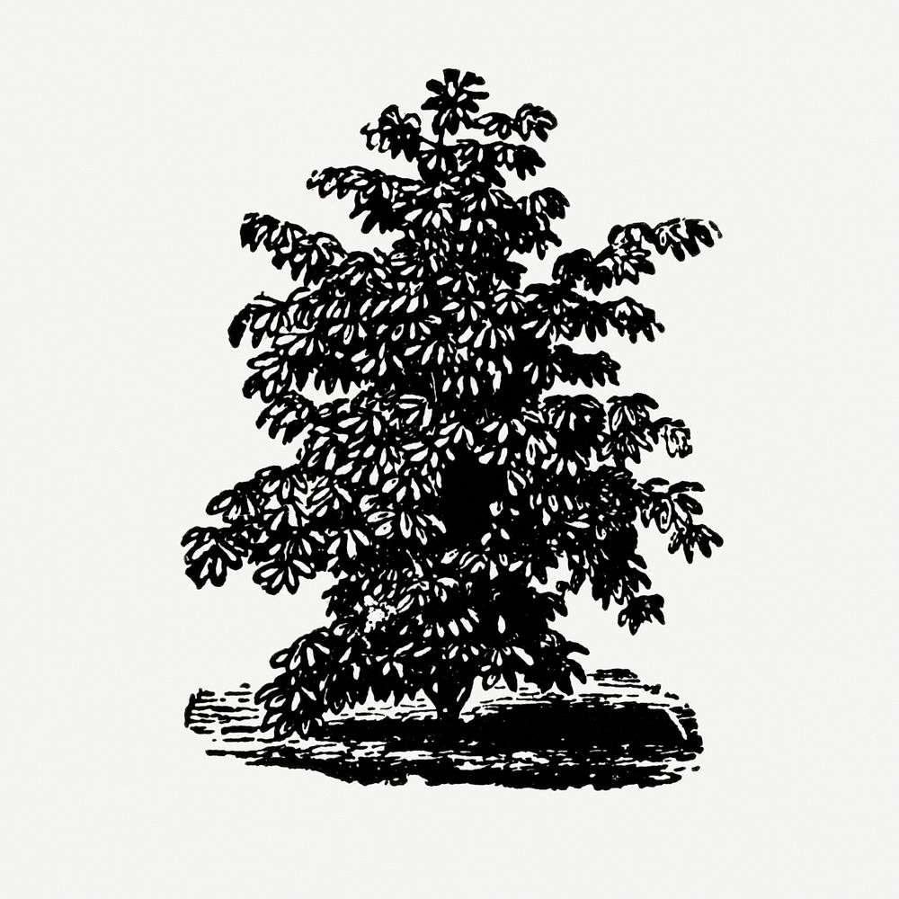 Vintage hand drawn tree illustration, digitally enhanced from our own original copy of The Open Door to Independence (1915)…