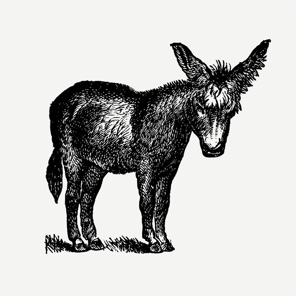 Donkey hand drawn illustration, digitally enhanced from our own original copy of The Open Door to Independence (1915) by…