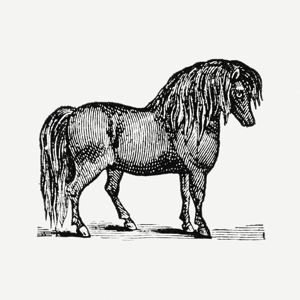 Horse hand drawn illustration, digitally enhanced from our own original copy of The Open Door to Independence (1915) by…