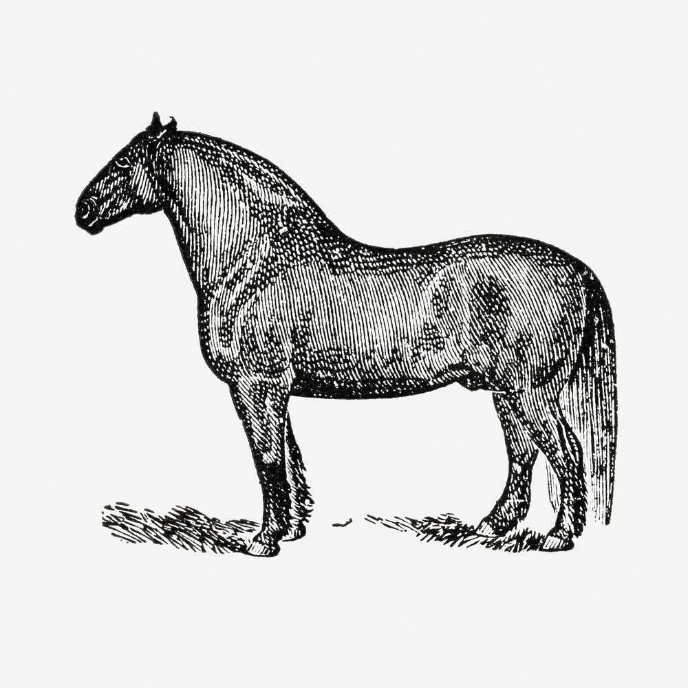 Horse hand drawn illustration, digitally enhanced from our own original copy of The Open Door to Independence (1915) by…