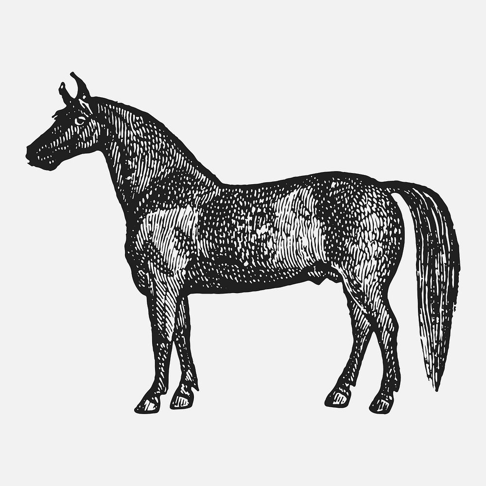 Horse sticker, black ink drawing vector, digitally enhanced from our own original copy of The Open Door to Independence…