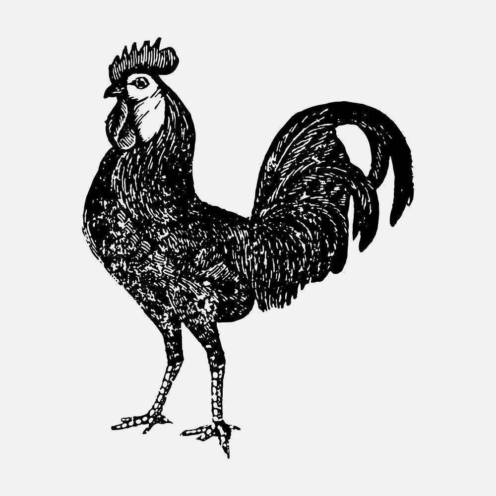 Chicken sticker, black ink drawing vector, digitally enhanced from our own original copy of The Open Door to Independence…