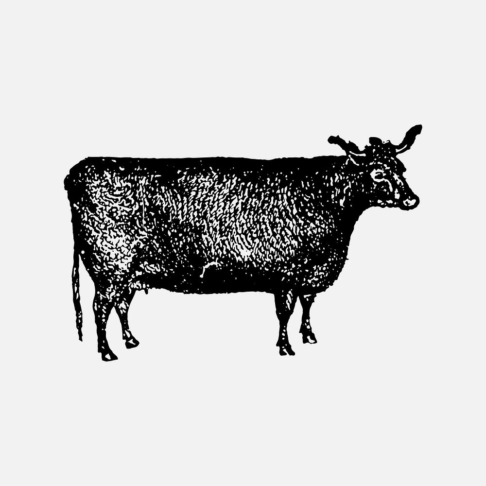 Cow collage element, black ink drawing vector, digitally enhanced from our own original copy of The Open Door to…
