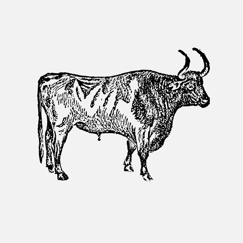 Bull collage element, black ink drawing vector, digitally enhanced from our own original copy of The Open Door to…