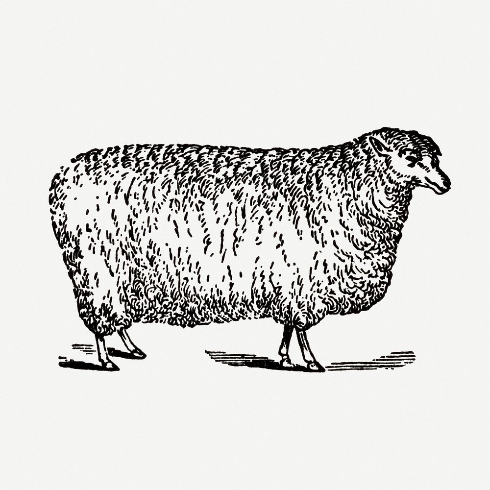Sheep hand drawn illustration, digitally enhanced from our own original copy of The Open Door to Independence (1915) by…