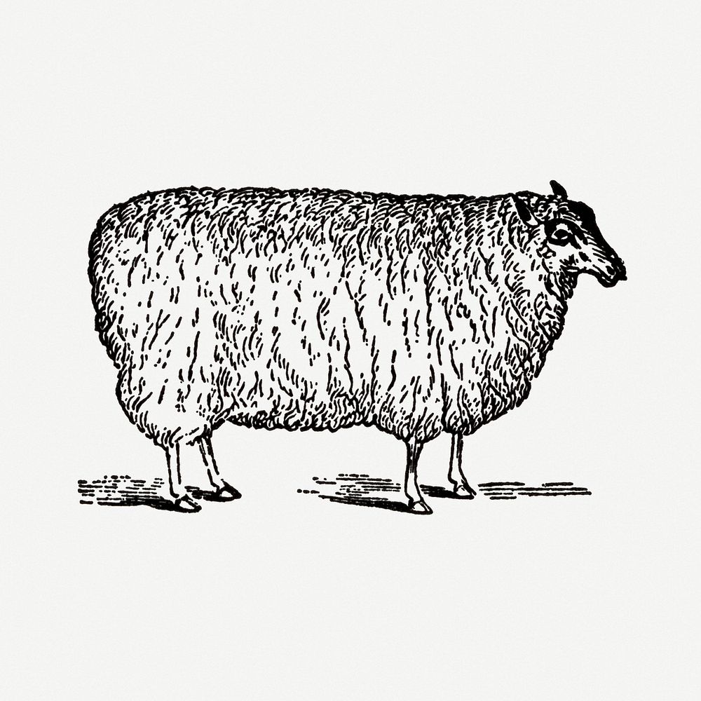 Sheep hand drawn illustration, digitally enhanced from our own original copy of The Open Door to Independence (1915) by…
