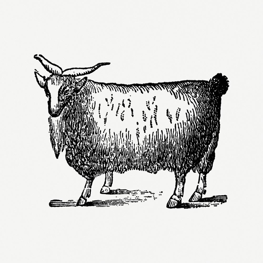 Goat hand drawn illustration, digitally enhanced from our own original copy of The Open Door to Independence (1915) by…