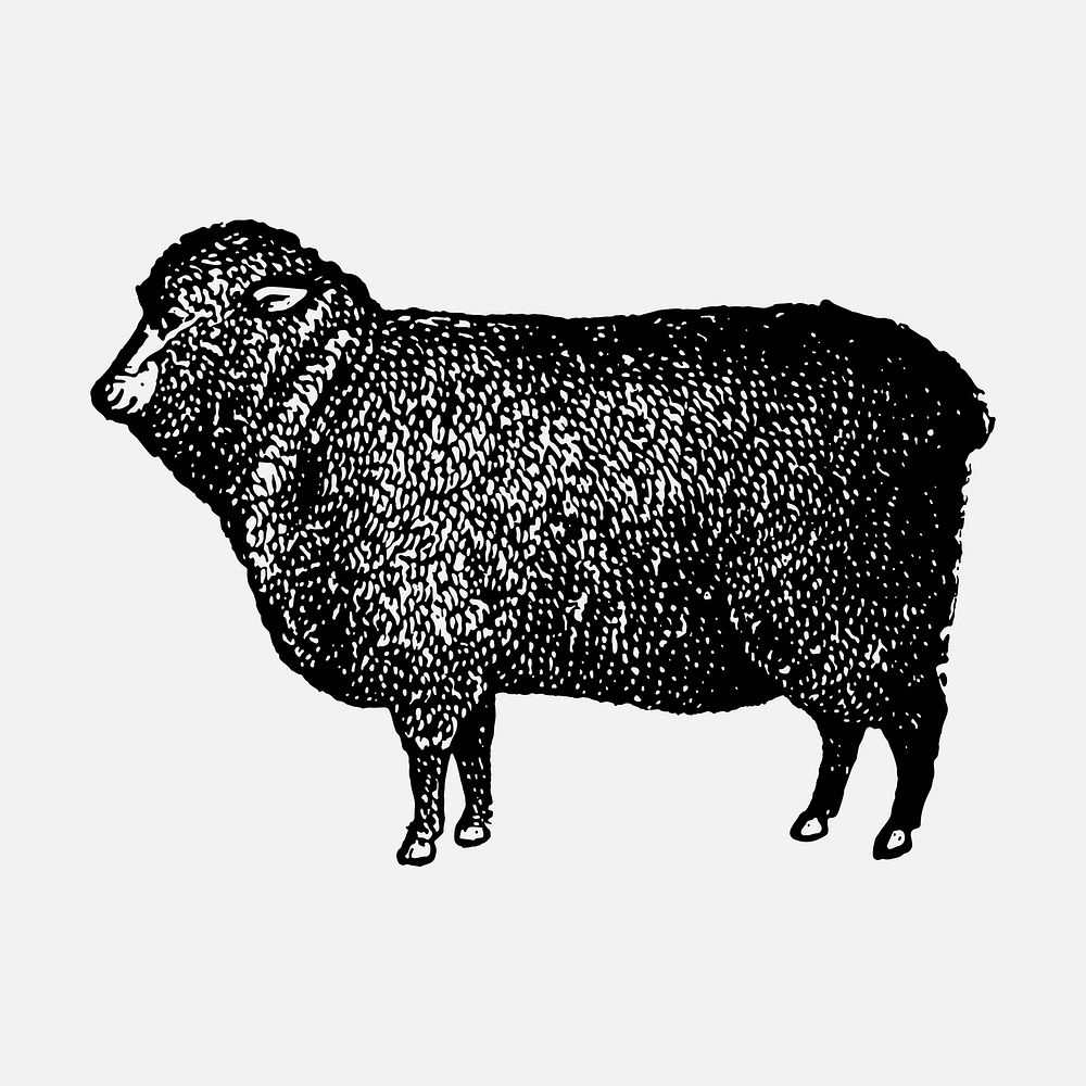 Sheep collage element, black ink drawing vector, digitally enhanced from our own original copy of The Open Door to…