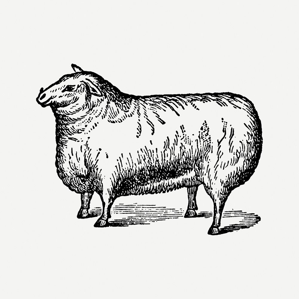 Sheep collage element, black ink drawing psd, digitally enhanced from our own original copy of The Open Door to Independence…