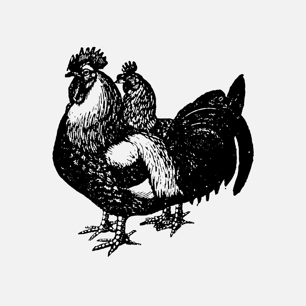 Chicken sticker, black ink drawing vector, digitally enhanced from our own original copy of The Open Door to Independence…