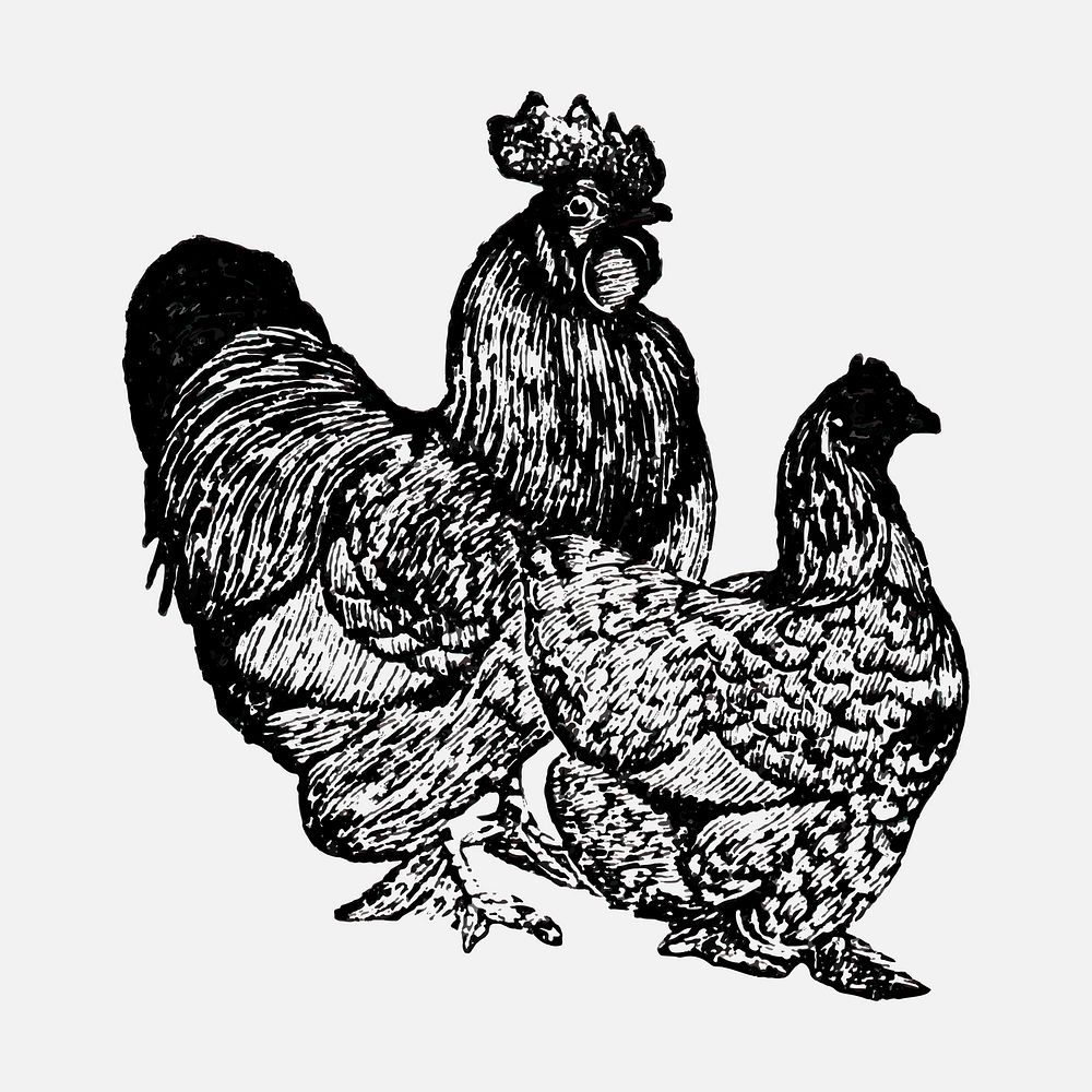 Chicken sticker, black ink drawing vector, digitally enhanced from our own original copy of The Open Door to Independence…