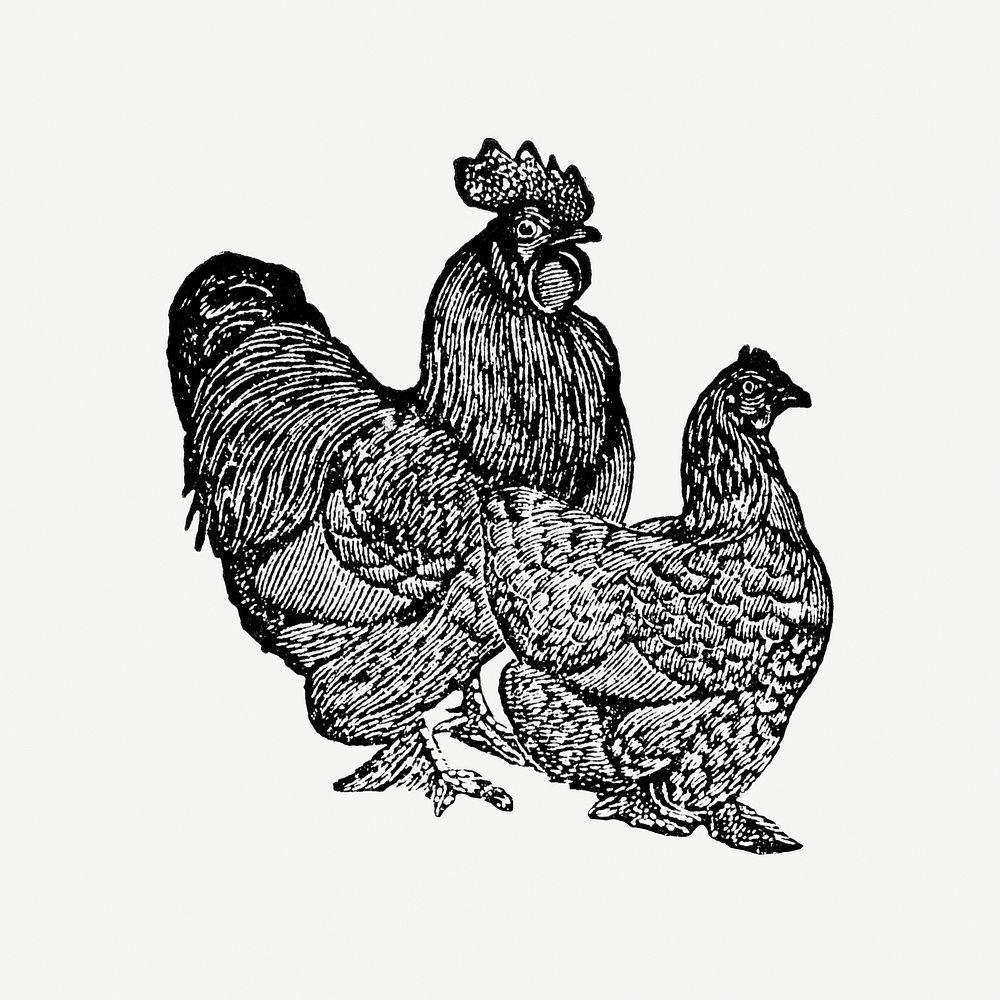 Chicken hand drawn illustration, digitally enhanced from our own original copy of The Open Door to Independence (1915) by…