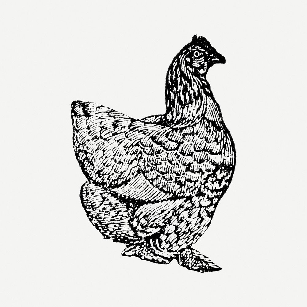 Chicken sticker, black ink drawing psd, digitally enhanced from our own original copy of The Open Door to Independence…