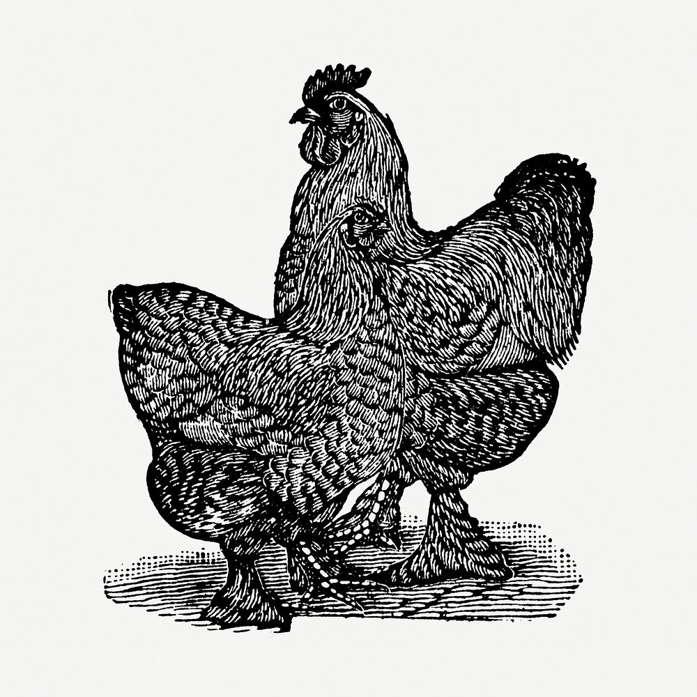 Chicken hand drawn illustration, digitally enhanced from our own original copy of The Open Door to Independence (1915) by…