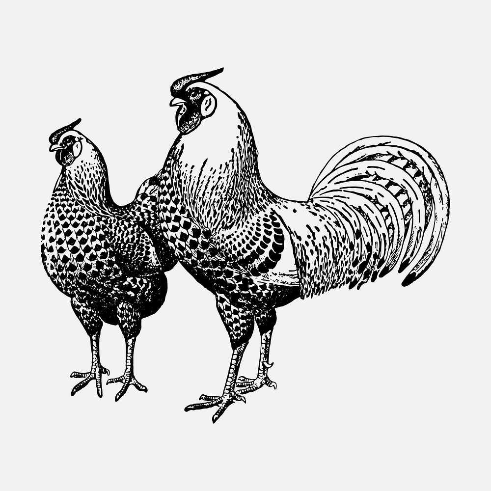 Chicken sticker, black ink drawing vector, digitally enhanced from our own original copy of The Open Door to Independence…