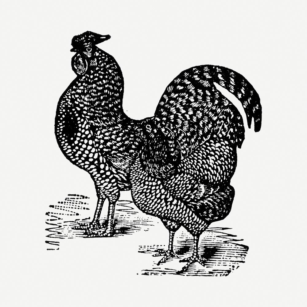 Rooster hand drawn illustration, digitally enhanced from our own original copy of The Open Door to Independence (1915) by…