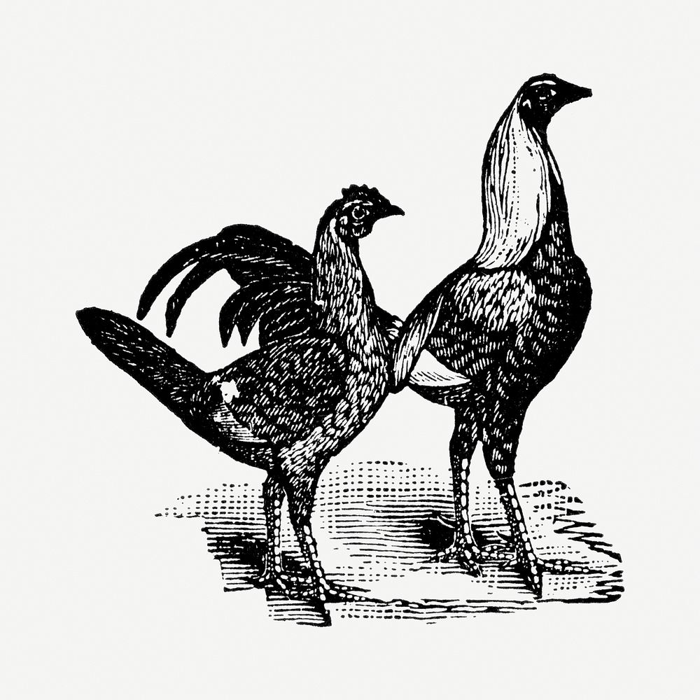 Chicken hand drawn illustration, digitally enhanced from our own original copy of The Open Door to Independence (1915) by…