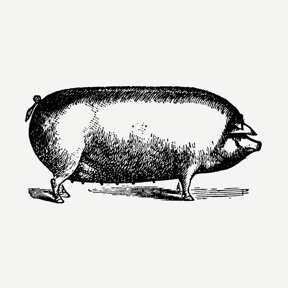 Pig collage element, black ink drawing psd, digitally enhanced from our own original copy of The Open Door to Independence…