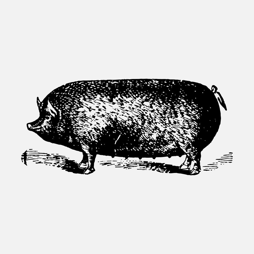 Pig collage element, black ink drawing vector, digitally enhanced from our own original copy of The Open Door to…
