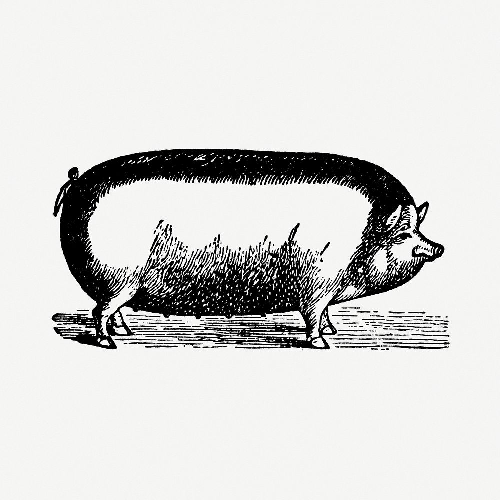 Pig hand drawn illustration, digitally enhanced from our own original copy of The Open Door to Independence (1915) by Thomas…