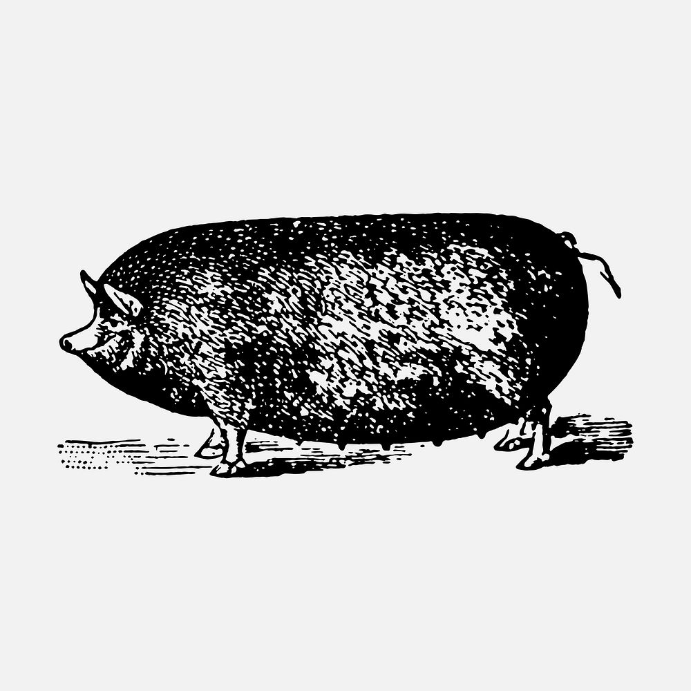 Pig collage element, black ink drawing vector digitally enhanced from our own original copy of The Open Door to Independence…