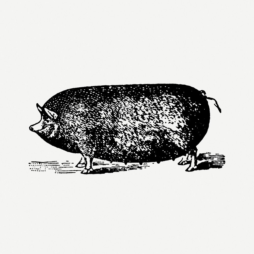 Pig collage element, black ink drawing psd, digitally enhanced from our own original copy of The Open Door to Independence…