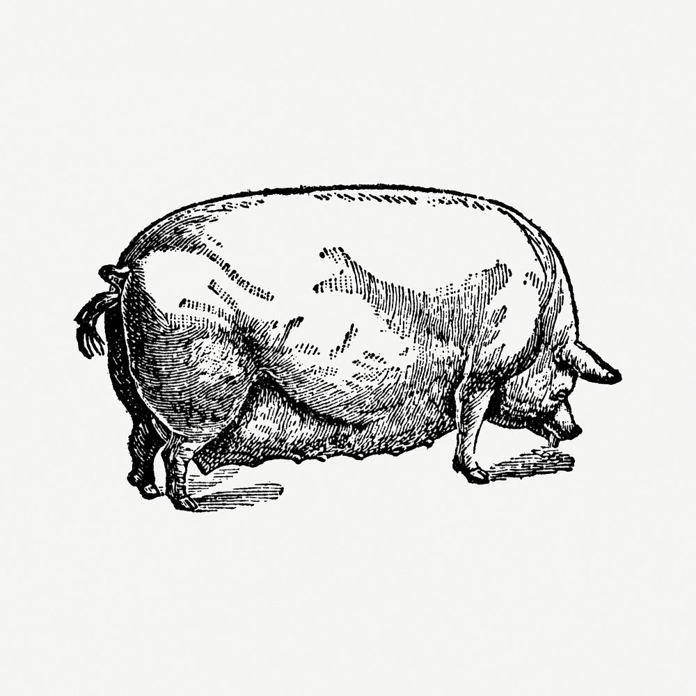 Pig hand drawn illustration, digitally enhanced from our own original copy of The Open Door to Independence (1915) by Thomas…