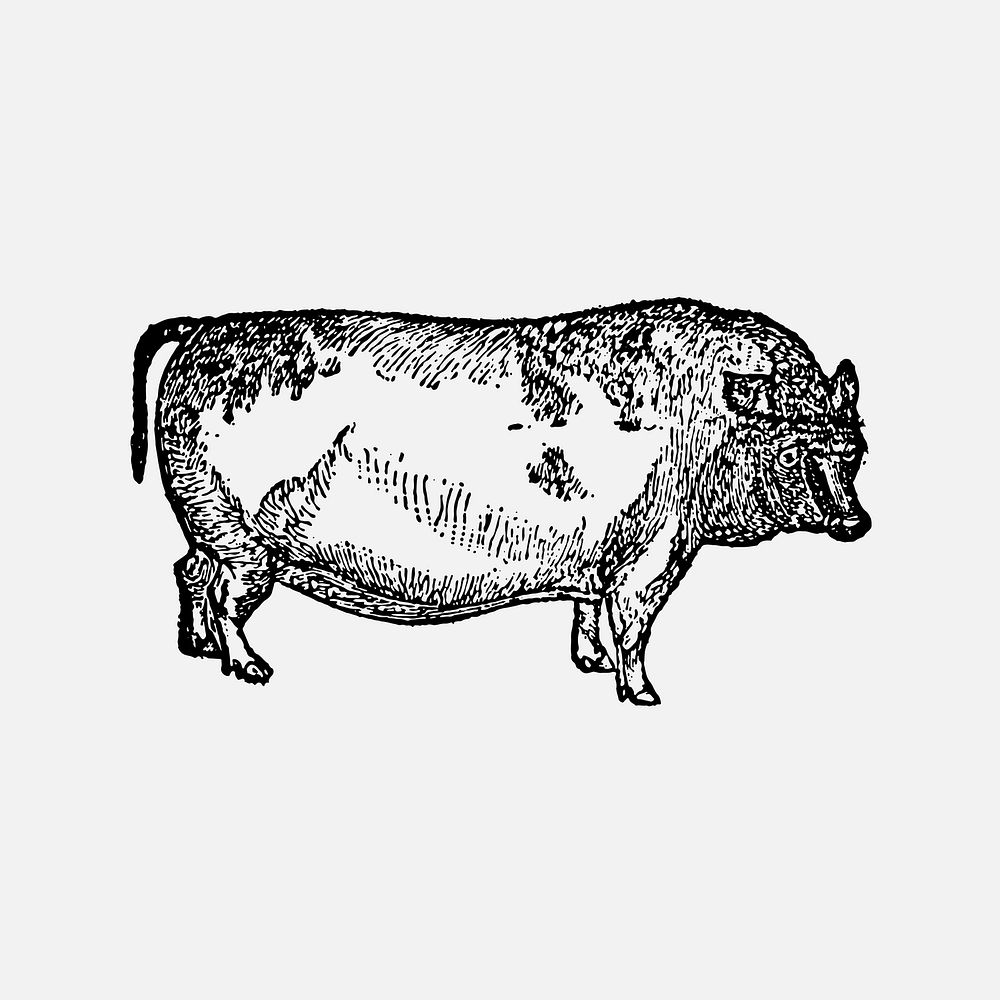 Pig collage element, black ink drawing vector, digitally enhanced from our own original copy of The Open Door to…