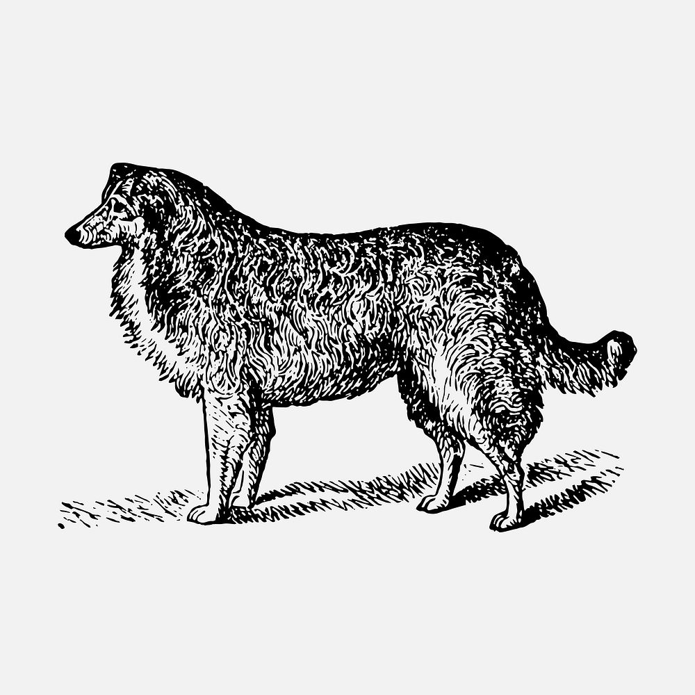 Collie dog sticker, black ink drawing vector, digitally enhanced from our own original copy of The Open Door to Independence…