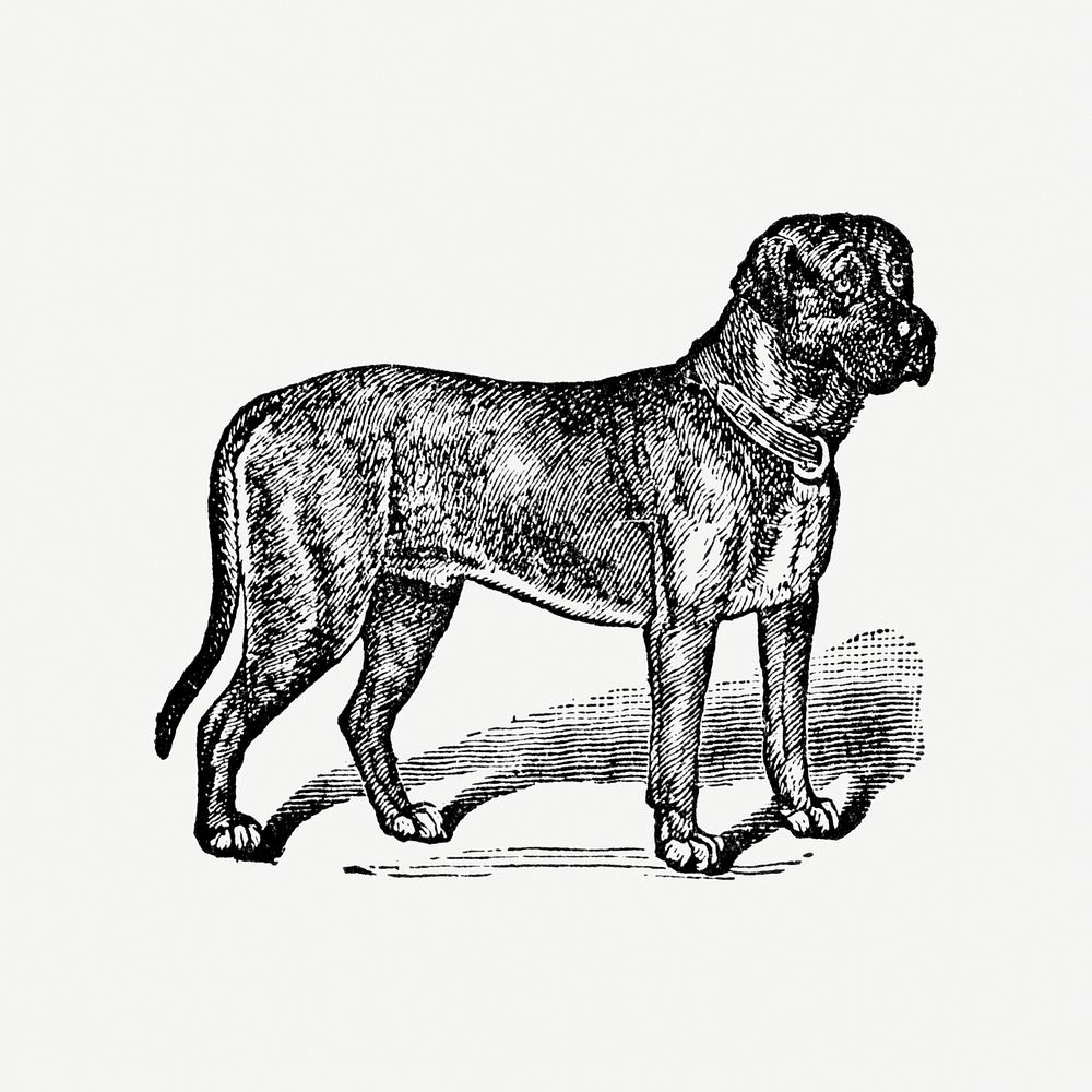 English Mastiff dog hand drawn illustration, digitally enhanced from our own original copy of The Open Door to Independence…