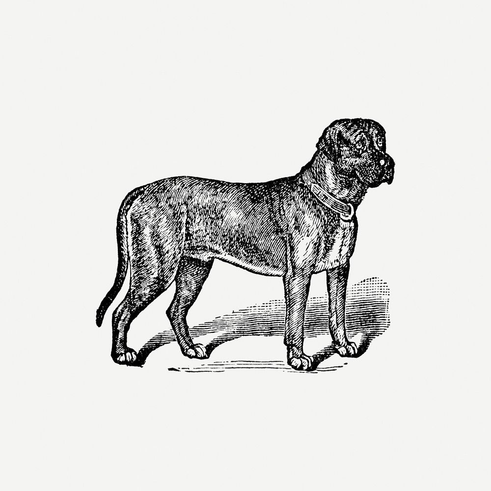 English Mastiff dog clipart, black ink drawing psd, digitally enhanced from our own original copy of The Open Door to…