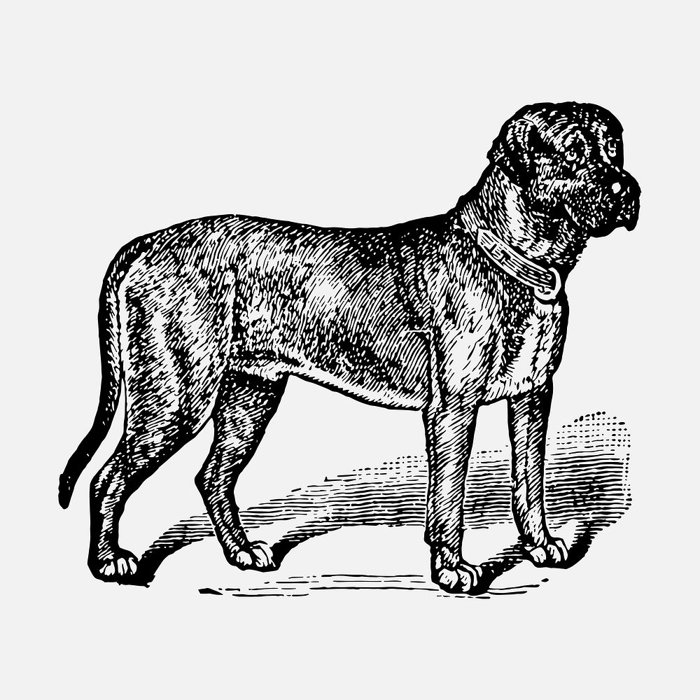 English Mastiff dog clipart, black ink drawing vector, digitally enhanced from our own original copy of The Open Door to…